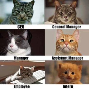 Catmanager